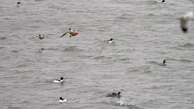 merganser ducks come in for a landing on a winter lake surface