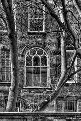 fancy windows of brick building between tree trunks