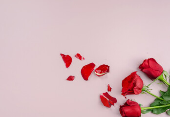 Fresh Red Roses isolated pink background. Valentine's day concept. Love theme. Copy space.
