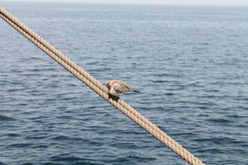 Bird at sea
