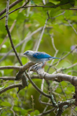 Fototapeta premium Beautiful blue bird posing on some branches of a tree