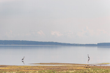 lake surrounded by a lush green hillside. 2 herons hunt fish in shallow water