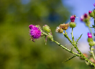 a bee on a colorful vibrant purple Carduus flower on a green stem with leaves taken close up with a blurred green background with bokeh during the day on a sunny day