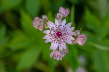 Blossom lilac astrantia flower on a green background close-up photo in summertime. Garden flower with pink petals macro photography in a sunny summer day.