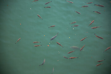 ryby w akwenie Solina widok z tamy Solina © Katarzyna