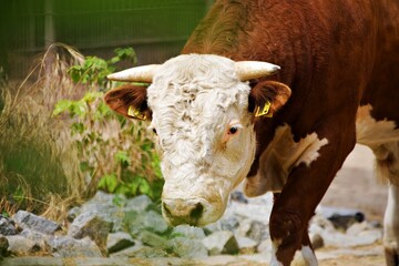 Portrait von Bulle