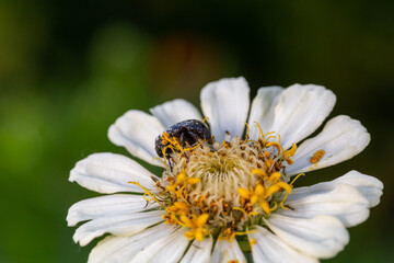 Obraz premium Black beetle sits on a white flower macro photography in the summer. A bug sits on a zinnia flower Wildlife landscape with black insect close-up on a green background.