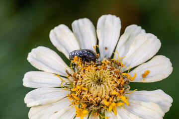 Obraz premium Black beetle sits on a white flower macro photography in the summer. A bug sits on a zinnia flower Wildlife landscape with black insect close-up on a green background.