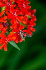 A marmalade hoverfly insect sits on a red flower macro photography on a summer sunny day. Flower fly sits on a red petals maltese-cross flower close-up photo in the summer.