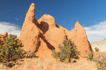 Fototapeta na wymiar Natural Sandstone formation and bristlecone pine in the desert of Kodachrome State Park Utah