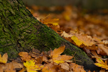 autumn leaves on the tree