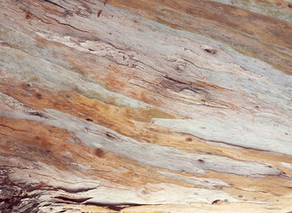 Natural textures, the subtle beauty of a tree trunk.