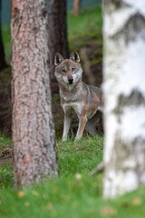 lupo italiano osserva a testa altra tra gli alberi
