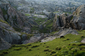 Idyllic landscape. View of a single black cow grazing in the rocky hills with a magical sunset light. 