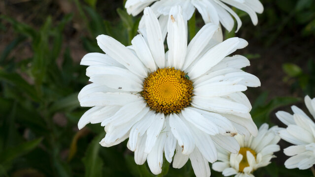 Blooming daisies in the park. Closeup view of Leucanthemum × superbum, also known as Shasta daisy, flower of white petals.