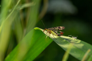 Black and yellow scorpionfly insect sits on a green leaf macro photography. Scoprpion fly insect sitting on a plant on a summer sunny day, close-up 