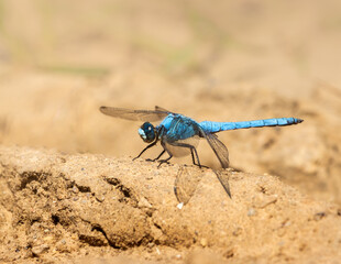 Southern Skimmer dragonfly on dusty ground