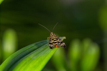 Black and yellow scorpionfly insect sits on a green leaf macro photography. Scoprpion fly insect sitting on a plant on a summer sunny day, close-up 