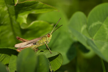 Green grasshopper sitting among green leaves