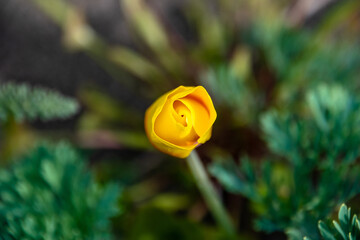 Yellow Rose Flower Bulb on Coast of Bodega Bay California