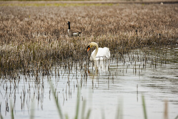 A young Swan on Llyn Heilyn, Wales