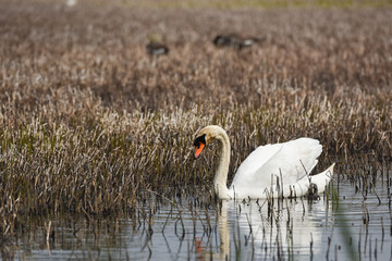 Young swan gaining its white plumage