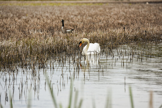 A young Swan on Llyn Heilyn, Wales
