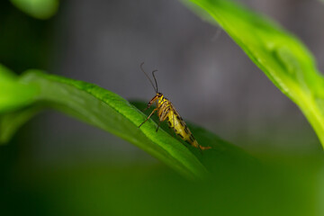 Black and yellow scorpionfly insect sits on a green leaf macro photography. Scoprpion fly insect sitting on a plant on a summer sunny day, close-up 