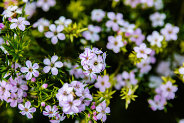 Pink Wildflower Bush Blur of Bodega Bay California