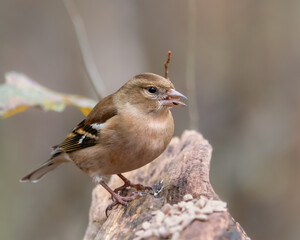 Female chaffinch feeding on sunflower seeds