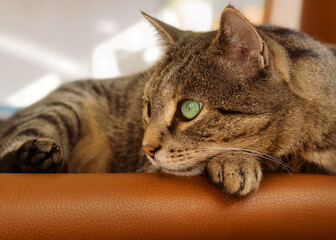 Tabby cat with bright green eyes lying on a leather chair with head resting on his paw