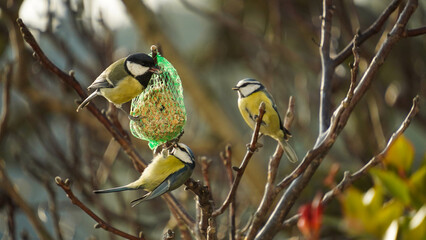  Group of little birds perching on a bird feeder with suet cake with seeds 