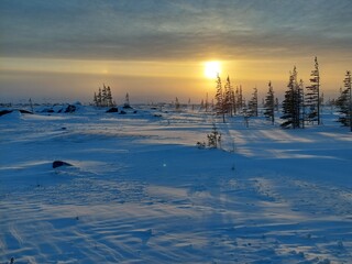 The sun sets behind stunted spruce trees of the boreal forest treeline at the edge if the Hudson Bay in northern Canada