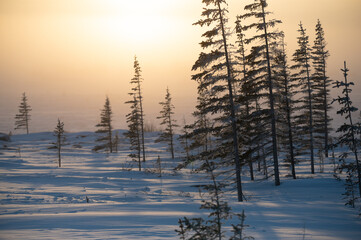 The sun sets behind stunted spruce trees of the boreal forest treeline at the edge if the Hudson...
