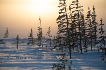 The sun sets behind stunted spruce trees of the boreal forest treeline at the edge if the Hudson Bay in northern Canada