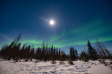 Powerful Northern Lights display in northern Canada while the full moon shines overhead. Aurora...