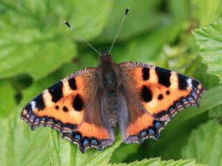 Small Tortoiseshell Butterfly Resting on a Leaf