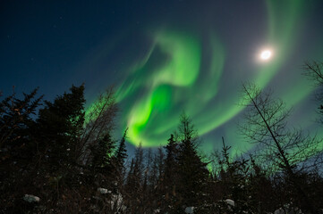 Powerful Northern Lights display in northern Canada while the full moon shines overhead. Aurora Borealis at its best.