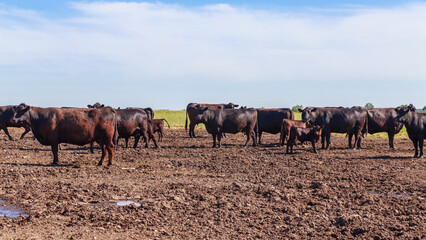 Farmland with herd of angus cattle.