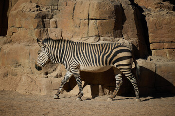 Fototapeta na wymiar An adult zebra walks along the rock and casts a shadow