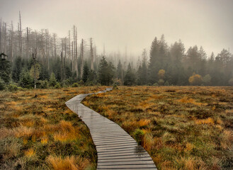 Path in a swampland in the Harz mountains
