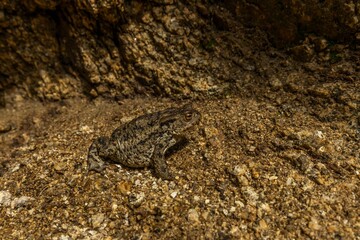 Common Toad