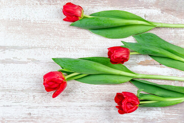 Bunch of red tulips on blue wooden table. Banner mockup card with copy space