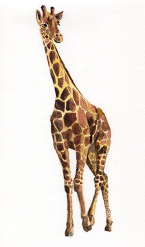 Watercolor painted giraffe isolated on white background.
