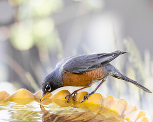 Robin sees it's reflection in the water of a bird bath.