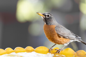 Watchful robin posing on yellow birdbath.