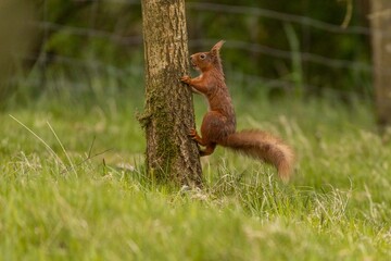 Red Squirrel