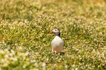 Scottish Puffins