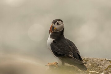 Scottish Puffins