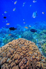Fototapeta premium Caribbean coral garden